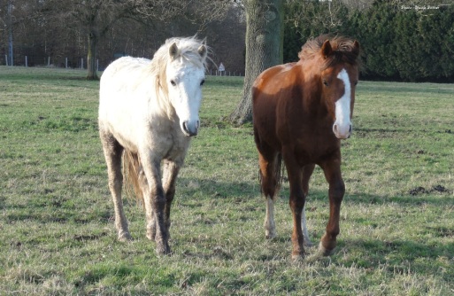 chevaux 2